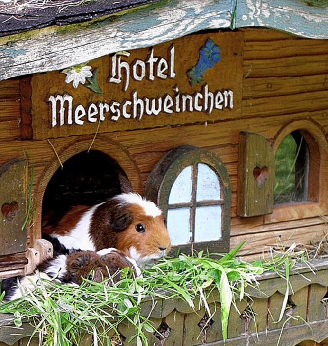 Witzig: Hotel Meerschweinchen  | Foto: Eberhard Gross