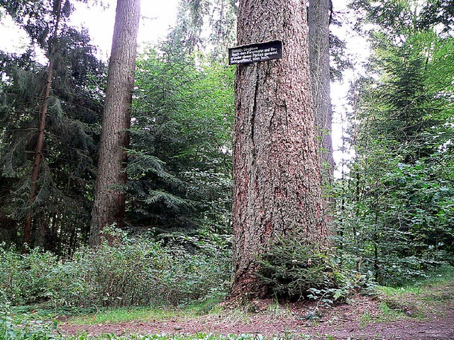 Im Buchenbrandpark stehen mchtige Bu...e. Mit der Zeit ist viel zugewachsen.   | Foto: Hermann Jacob