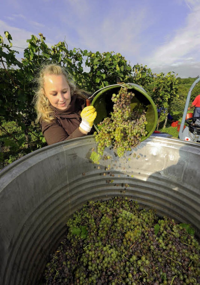 Weinprinzessin Sarah Kappeler bei der Arbeit   | Foto: Ingo Schneider