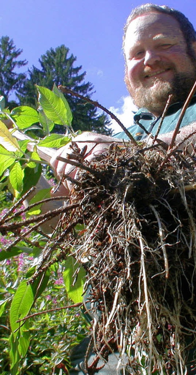 Ausrupfen ist eine ziemlich gute Metho...idezaun soll helfen, meint ein Leser.   | Foto: Hnig