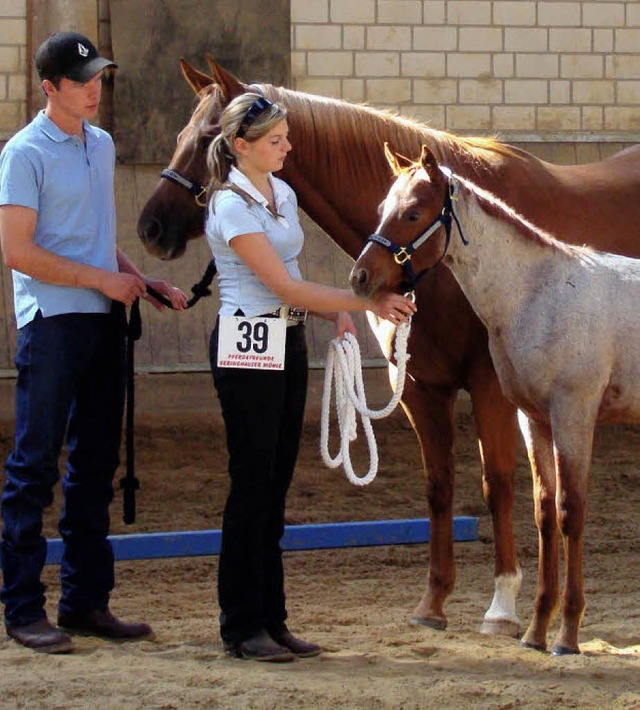 Pferde spielen im Sport und in der Fre...end differenziert ist die Ausbildung.   | Foto: bibb