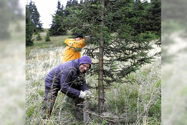 Freiwillige arbeiten hart am Feldberg