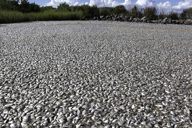 Tote Fische, so weit das Auge reicht   | Foto: dpa