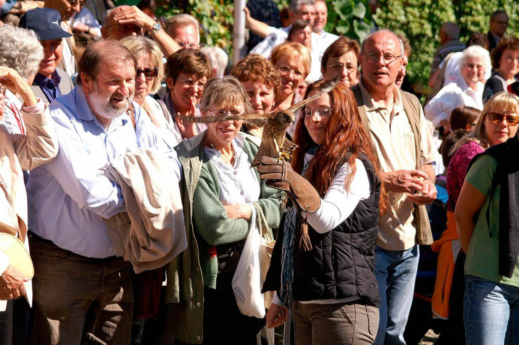 WG-Jubiläum: Falkenschau WG-Jubiläum: Falkenschau