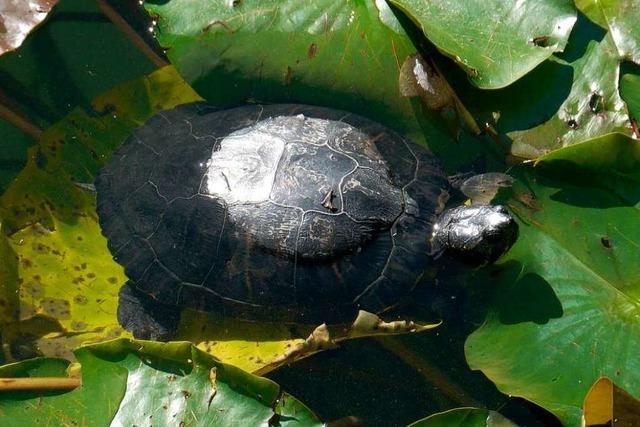 Fotos: Schildkrten sonnen sich Flckigersee in Freiburg