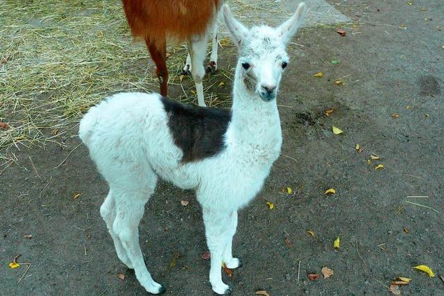 Lama-Nachwuchs im Stadtpark