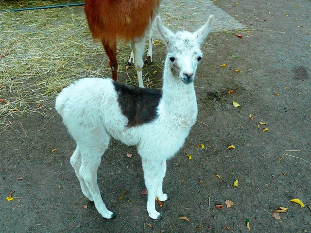 Neugierig erkundet das Lamafohlen seine Umgebung.  | Foto: bz