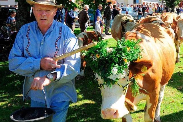 Fotos: Almabtrieb und Bauernolympiade in Simonswald