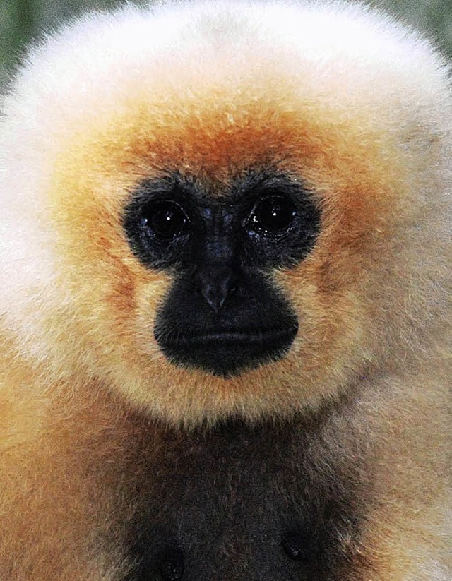 Gelbwangen-Schopfgibbons zeichnen sich durch ihren besonderen Gesang aus.   | Foto: dpa