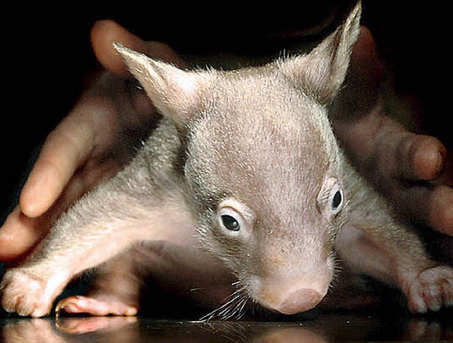 Ein Wombatbaby   | Foto: dpa