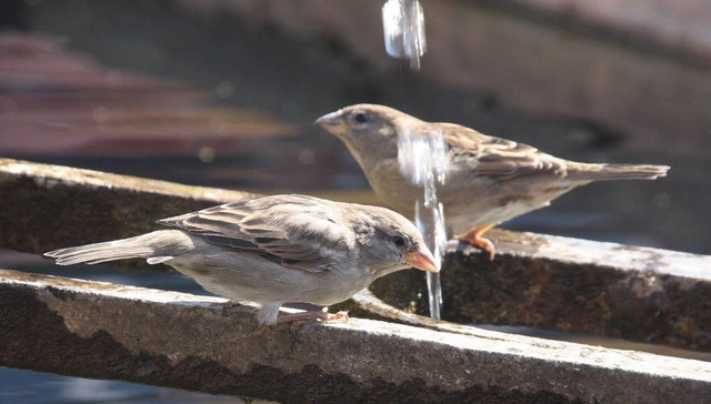 Spatzen am Brunnen vor dem Staufener Rathaus  | Foto: Huber