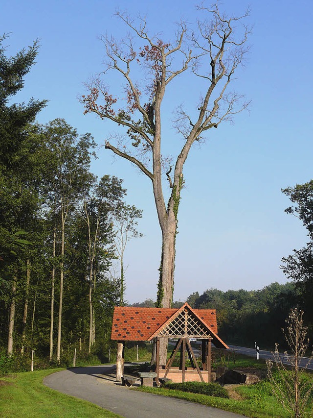 Die alte Eiche am Hexehiesl ist mehr a...aber schweren Herzens gefllt werden.   | Foto: Reiner Beschorner