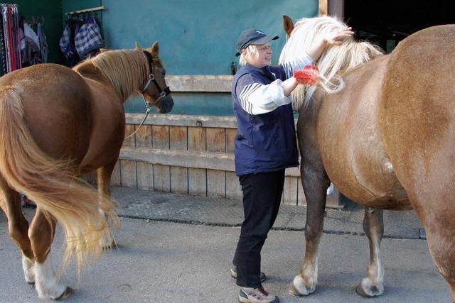 Alles dreht sich um Pferde und Reiten