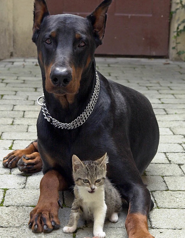 Idylle: Hund und Katze   | Foto: dpa