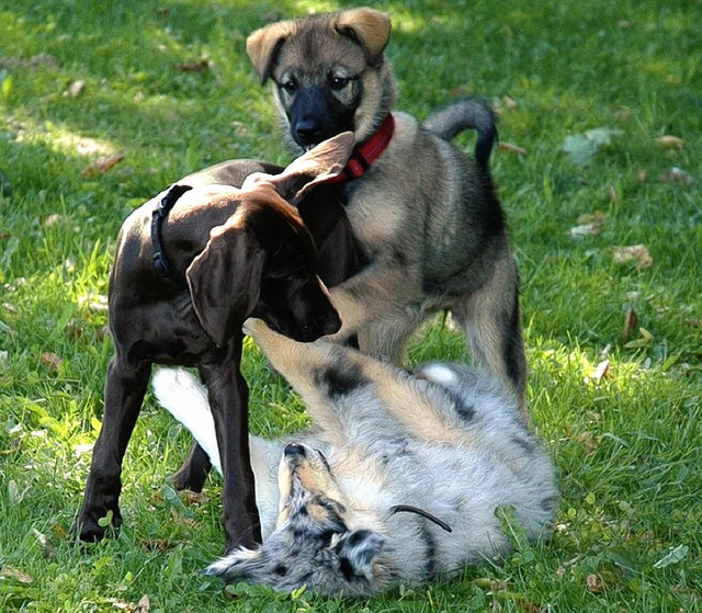 Auch junge Hunde mssen Sozialverhalten lernen.   | Foto: Heidemarie Wussler