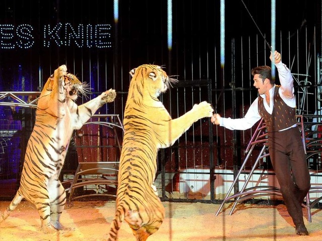Ein Tnzchen mit den Tigern: Dompteur Alexander Lacey in Aktion  | Foto: Thomas Kunz