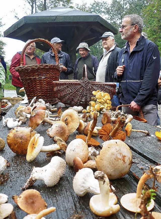 Stolz prsentieren die Sammler ihre Pilzfunde.   | Foto: Claudia Gempp