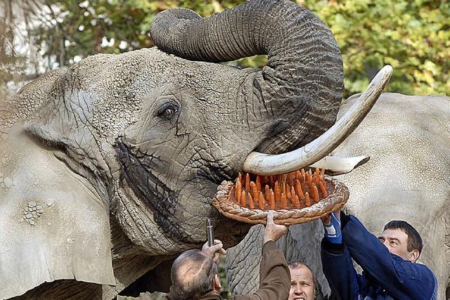 Elefanten füttern verboten!