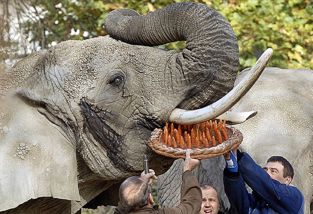Kann in Bangkok teuer werden: Ftterung eines Elefanten   | Foto: afp