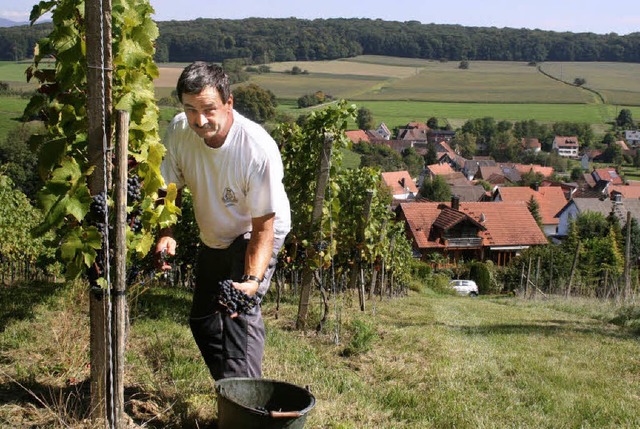 Der Welmlinger Winzer Walter Leisinger...gent in seinen Anlagen ber dem Dorf.   | Foto: BKM