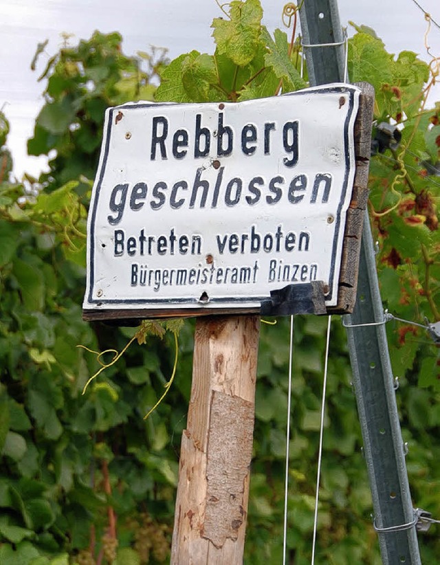 Der Lufelberg bleibt whrend der Traubenlese fr Spaziergnger geschlossen.   | Foto: Frey