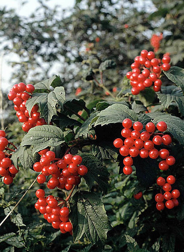 Nur der wilde, fruchtende Schneeballstrauch erzeugt die roten Beeren.   | Foto: jaehner