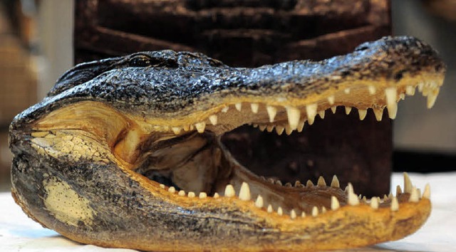 Krokodil zu verzollen? Christine Kolod...us, wenn sie etwas verdchtig findet.   | Foto: BZ/dpa