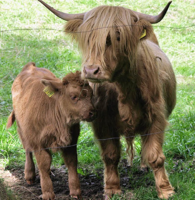 Ein Highland mit wuscheligem Stierklbchen in Dachsberg.  | Foto: kss