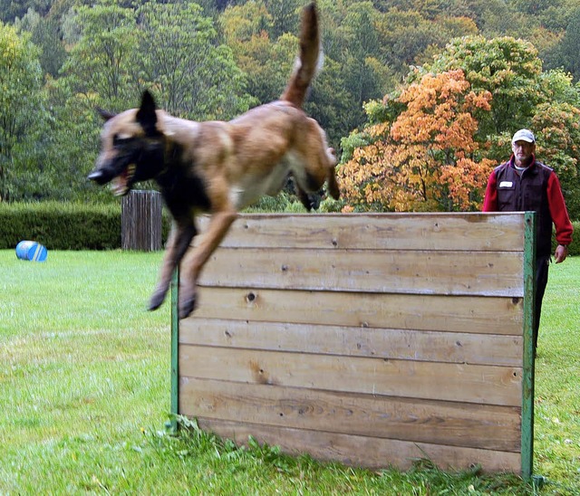 Rauf und runter: Bei den Herbstprfung...e  waren Hund und Herrchen gefordert.   | Foto: Paul Berger