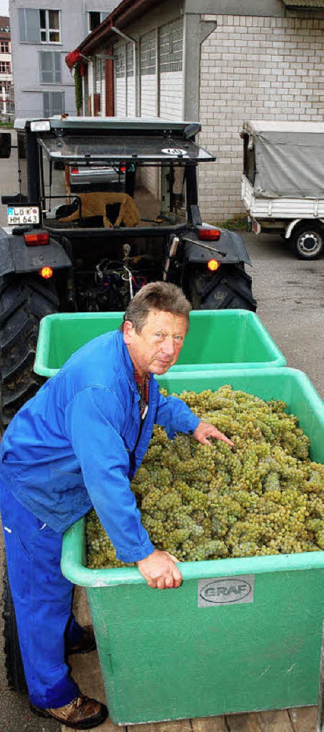Der Obmann der IG Weinbau, Stefan Mehlin, liefert die gelesenen Trauben ab.   | Foto: Heinz Vollmar