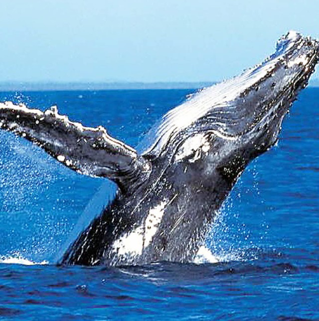 Wal ber Wasser  | Foto: ddp