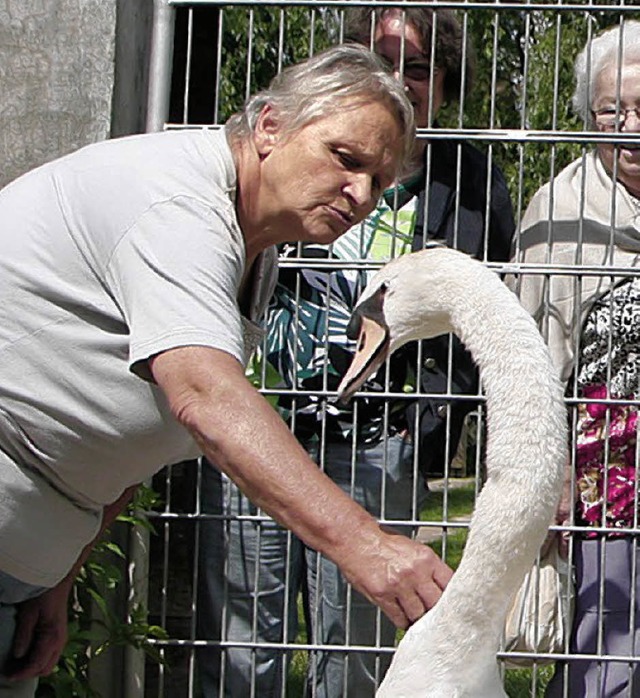 Mit dem Schwan auf Du und Du: Monika Ehrlacher vom Tierhilfsverein.   | Foto: Archiv:  Heidi Fssel