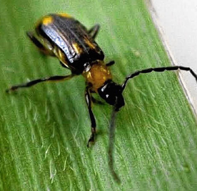 Der Maiswurzelbohrer macht den Bauern in der Region das Leben schwer.  | Foto: ddp