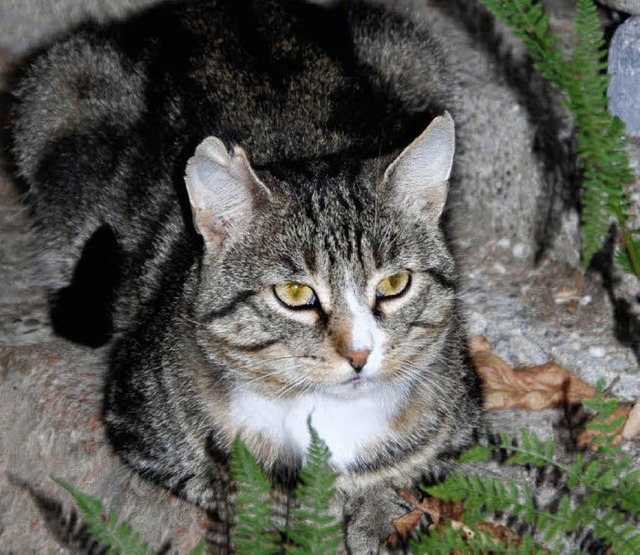 Kater Bubi ist Chef im frisch renovierten Katerhaus.   | Foto: Kohlmann