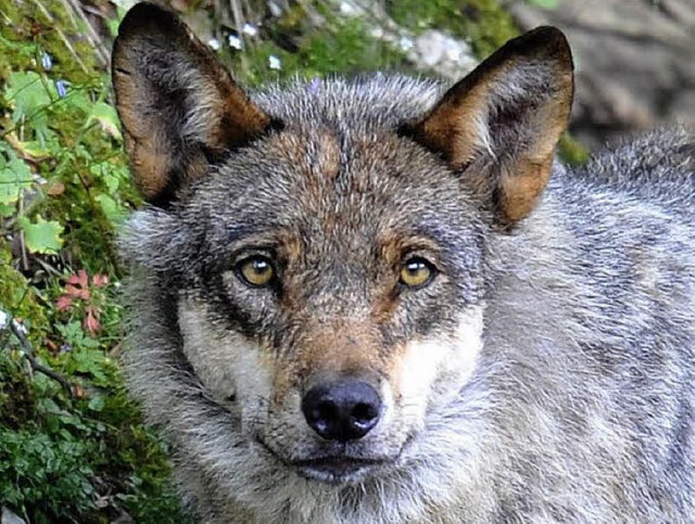 Ein Wolf im Naturpark Juraparc  | Foto: dpa