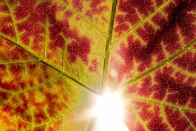 Ein freundlicher, aber khler Herbstmonat rund um Ettenheim