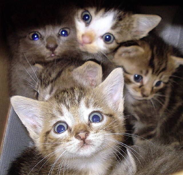 Immer wieder werden junge Katzen einfa...rein Hochschwarzwald gerettet werden.   | Foto: Privat