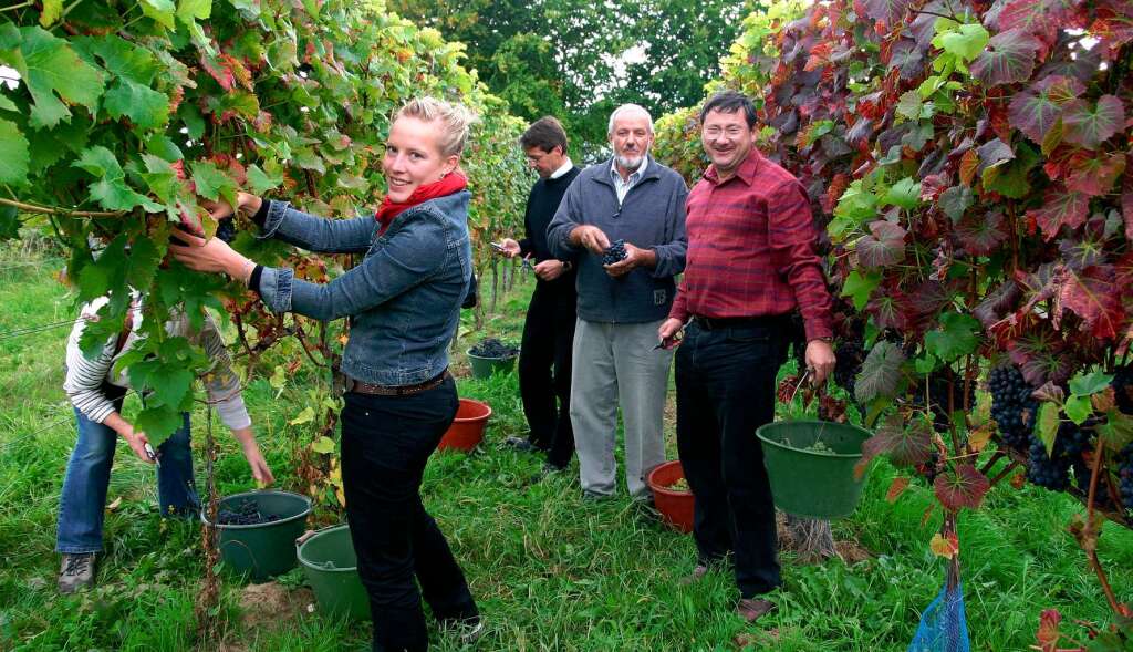 2007: Weinlese zum Auftakt des Kaiserbergfestes mit Weinprinzessin Isabell KIndle und den Brgermeistern Bruno Metz, Ernst Schilling und Heinrich Dixa (von links).