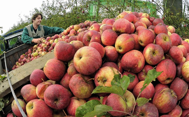 Zum Reinbeien: Beim Apfelmarkt in Laufenburg werden die Frchte  verschenkt.   | Foto: DPA
