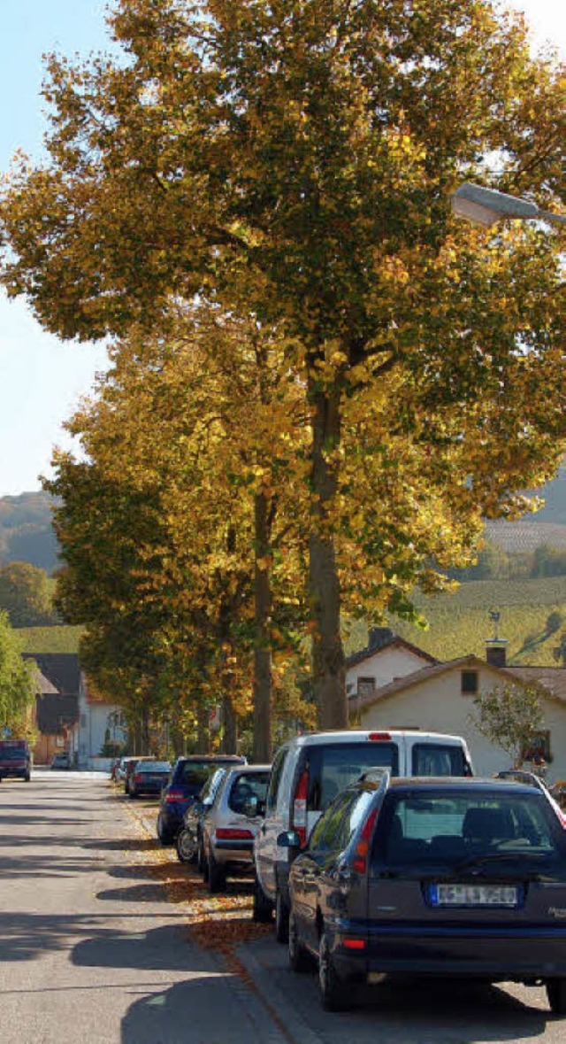 Die neun Linden im Auggener Erzweg mssen weichen.   | Foto: Umiger