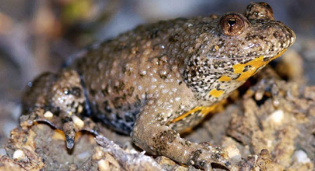 Fr sie msste einiges getan werden, f...une entstehen soll: die Gelbbauchunke   | Foto: Hubert Laufer