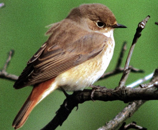 Hat Glck: Der Gartenrotschwanz ist Vogel des Jahres 2011.  | Foto: dpa