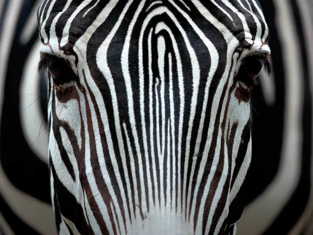 Eine Fernstrae knnte die Serengti en...iere fr die heimischen Zebras werden.  | Foto: dpa