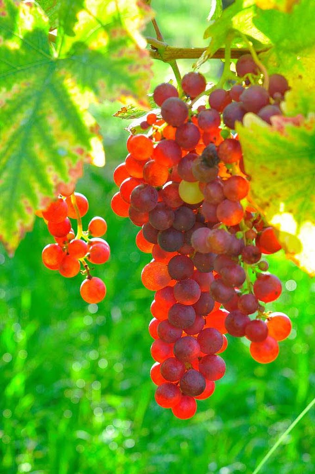 Keine groen Mengen, dafr aber hohe Qualitt verspricht der Weinjahrgang 2010.  | Foto: Dieter erggelet