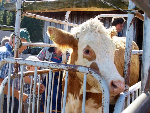 &quot;Sommerfrische&quot; beendet: Jet...r und zurck in den heimatlichen Stall  | Foto: Karin Stckl-Steinebrunner