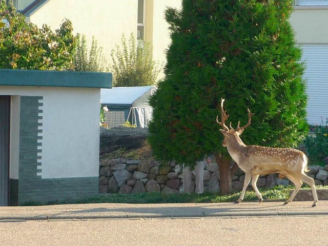 Der Damhirsch auf der Pirsch.  | Foto: Polizei