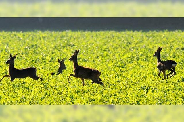 Rehe zieht’s vermehrt in die Reben