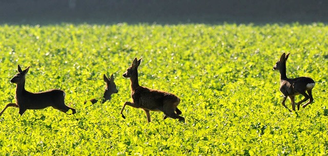 Rehe werden in jngster Vergangenheit ...aber noch keine nennenswerten Klagen.   | Foto: dpa