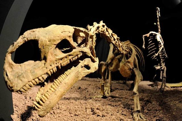 Auberlehaus Trossingen: Neuer Acht-Meter-Dino