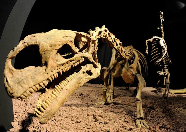 Die Skelette zweier Plateosaurier  | Foto: dpa